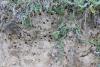 Colletes sp.